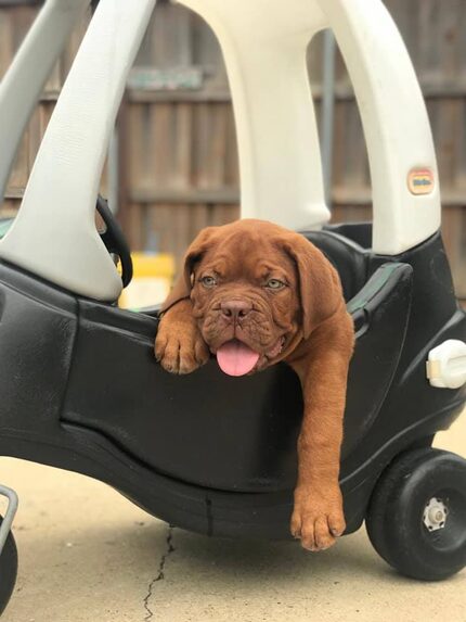 Chipper the French mastiff