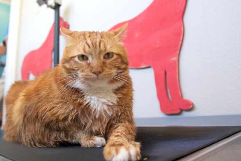 Skinny the cat has continued his 5-day a week morning workouts on the underwater treadmill...