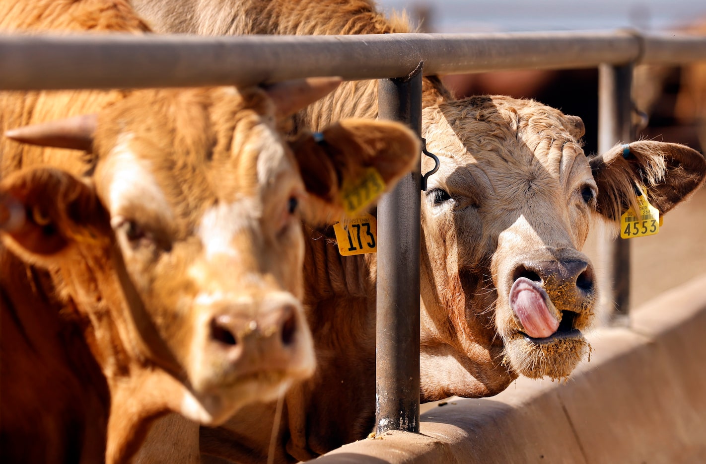 Cattle lick a steamed, corn flake finishing ration at the Bezner Beef feed yard outside of...