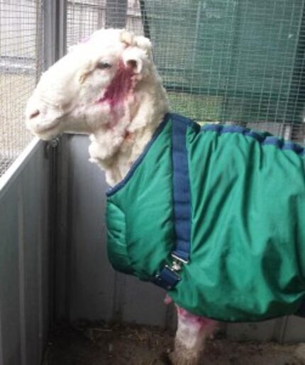  The sheep stands in a pen after it was shorn for perhaps the first time. (RSPCA/ACT via AP) 