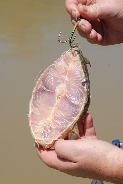 Big baits like carp steaks and buffalo heads make great gar baits.