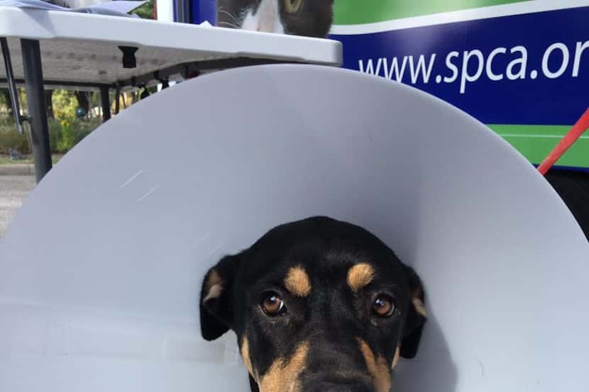 Cooie, a Cane Corso-Rottweiler mix, wears a cone to keep her from licking herself after...