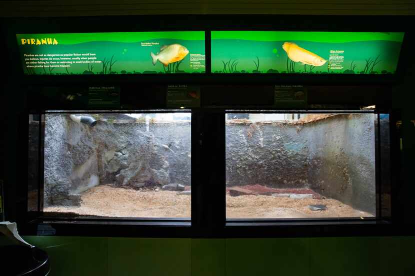 An empty tank at the Children's Aquarium at Fair Park that until just weeks ago held 40...