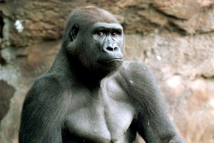 Jabari, a 300-pound gorilla, was shot to death by Dallas police after escaping from his...