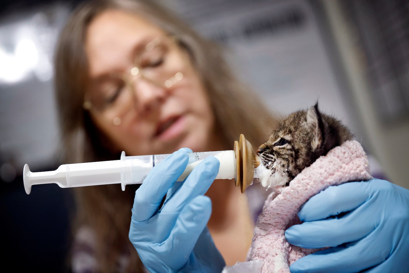 North Texas Wildlife Center co-founder and board chair Mela Singleton feeds a baby bobcat...