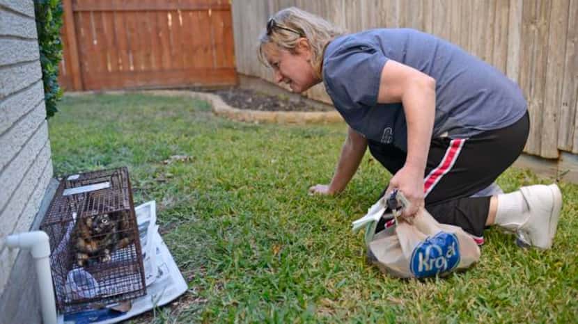 
Peggy Sorrentino, colony manager for the city of Garland's trap-neuter-return program,...