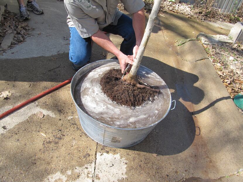 Before planting, soak root balls in water until they are thoroughly saturated.