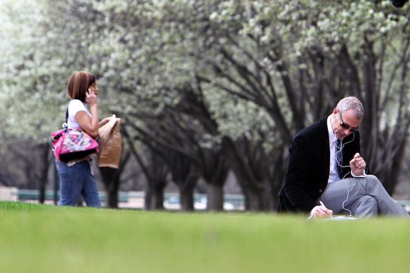 Blooming Bradford pear trees in Dallas