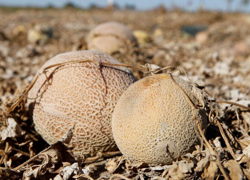 In mid-October, the FDA said it had found Listeria monocytogenes in cantaloupe samples taken...