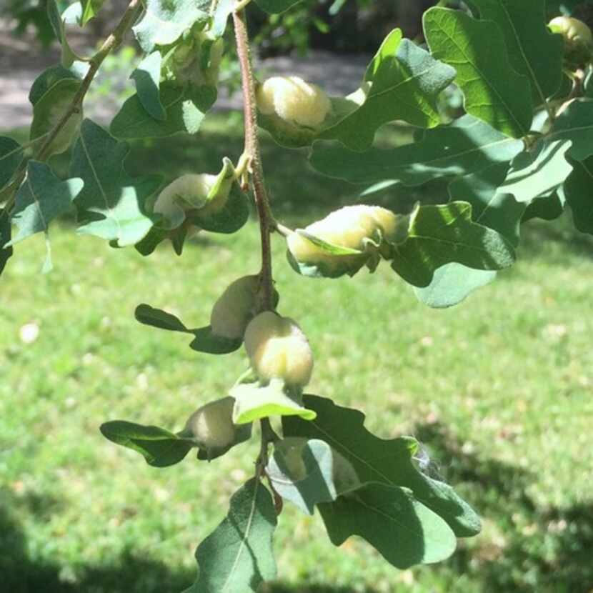 Galls before applying the Sick Tree Treatment
