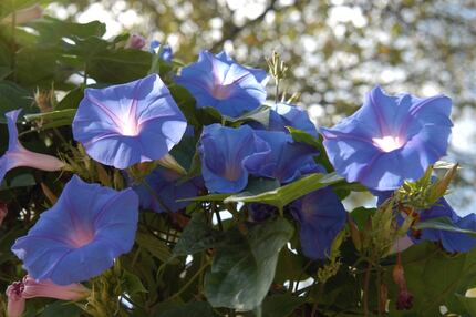 Morning glories are fast-growing annuals available in many colors.