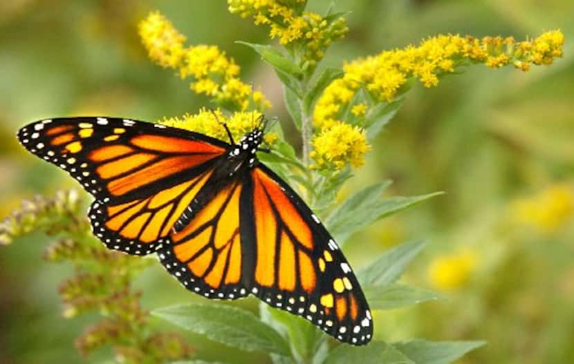 A monarch butterfly feeds on a goldenrod flower.