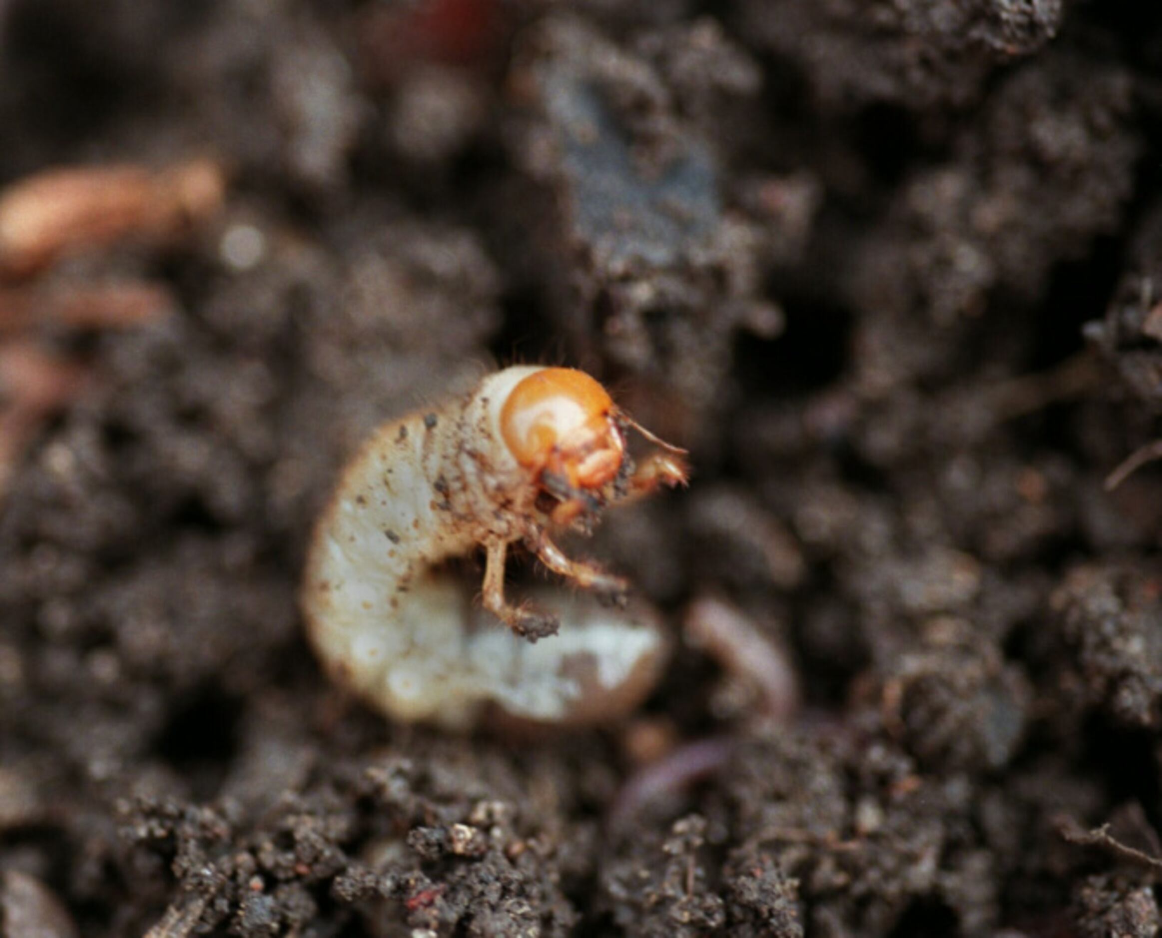 Howard Garrett: Don't destroy grub worms in compost