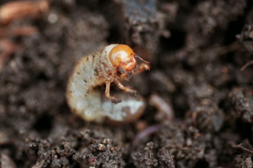 Not all grub worms are pests. In small numbers they aerate the soil and speed up decomposition.