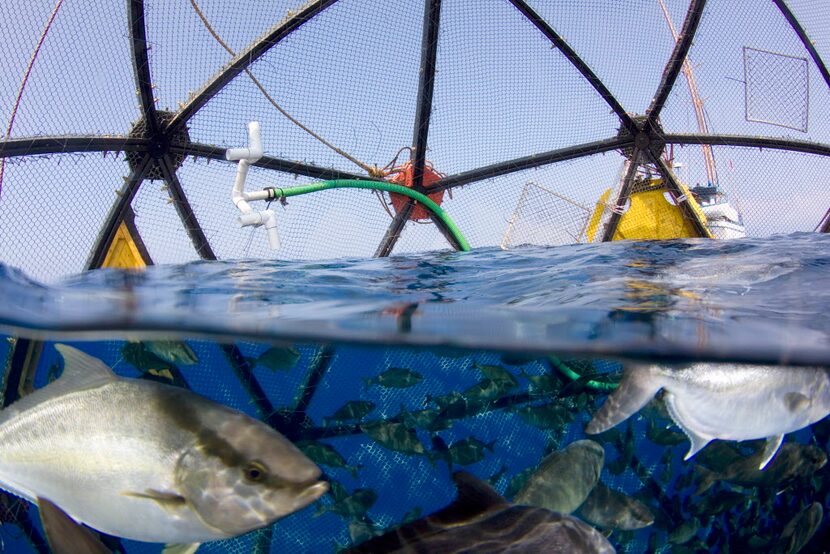 
Kampachi Farms intrigued the huge defense contractor with a mobile fish pen that floats...