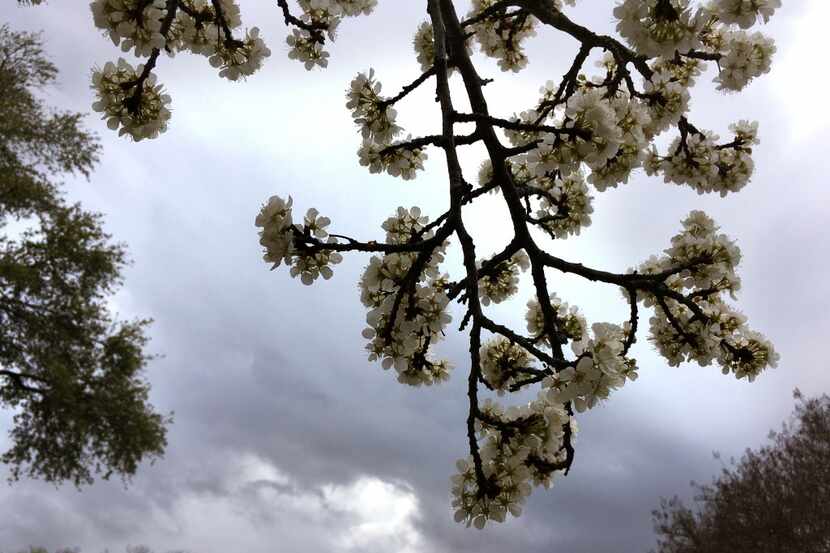 Grey skies loomed over a blossoming tree as rain clouds passed through central Dallas on...