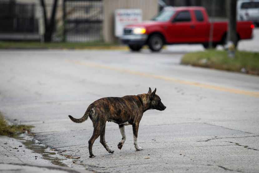  A stray dog crosses a street in southern Dallas. (DMN Photo)