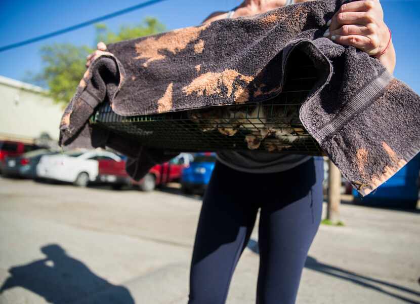 Catsnips team member Robyn carries a captured cat to a vehicle at an apartment complex near...