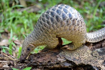In this June 30, 2017, photo a juvenile Sunda pangolin feeds on termites at the Singapore...