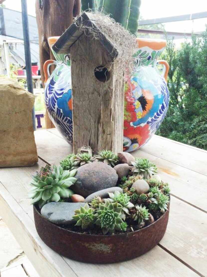 
Find colorful succulent bowls at Stuart Nursery in Weatherford.
