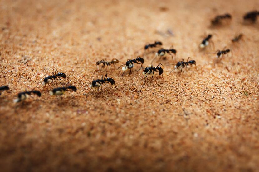 A colony of ants works as a team.
