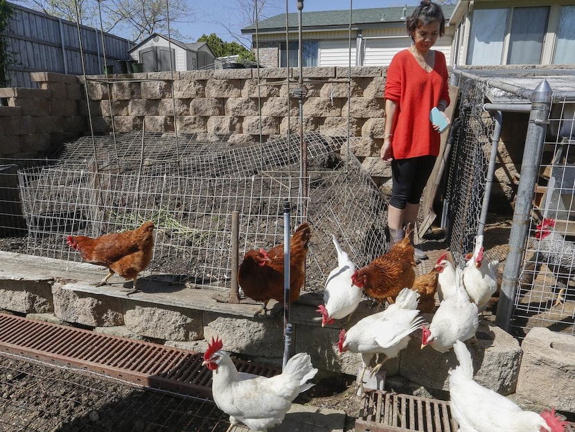 Helen Ming, residente de Irving, deja a sus gallinas salir de su gallinero. Irving aprobó...