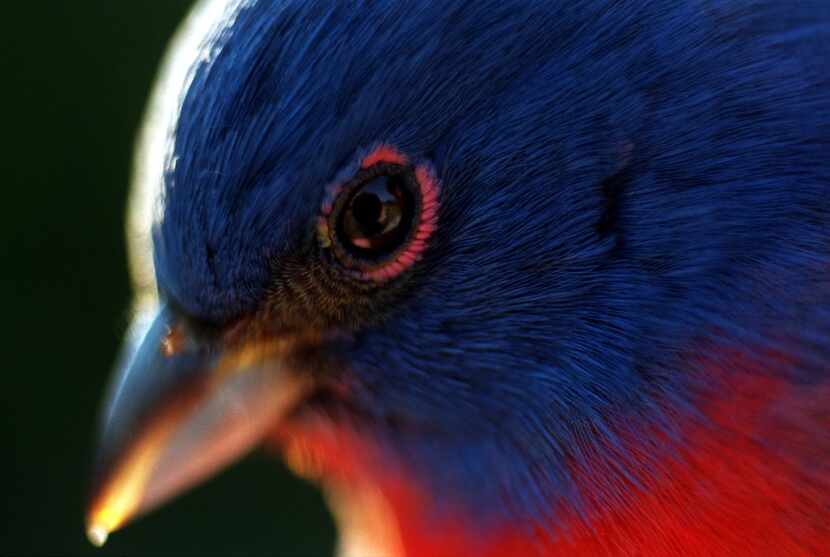 Painted bunting in Cedar HillMale painted buntings display amazing, tropical colors in...