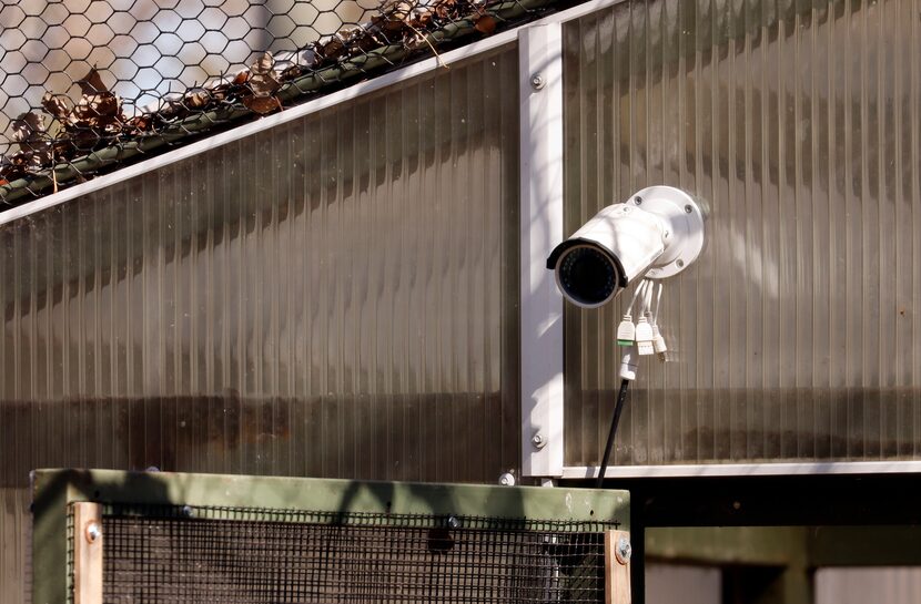 An enclosure camera is trained on the vultures at the Dallas Zoo, February 9, 2023.