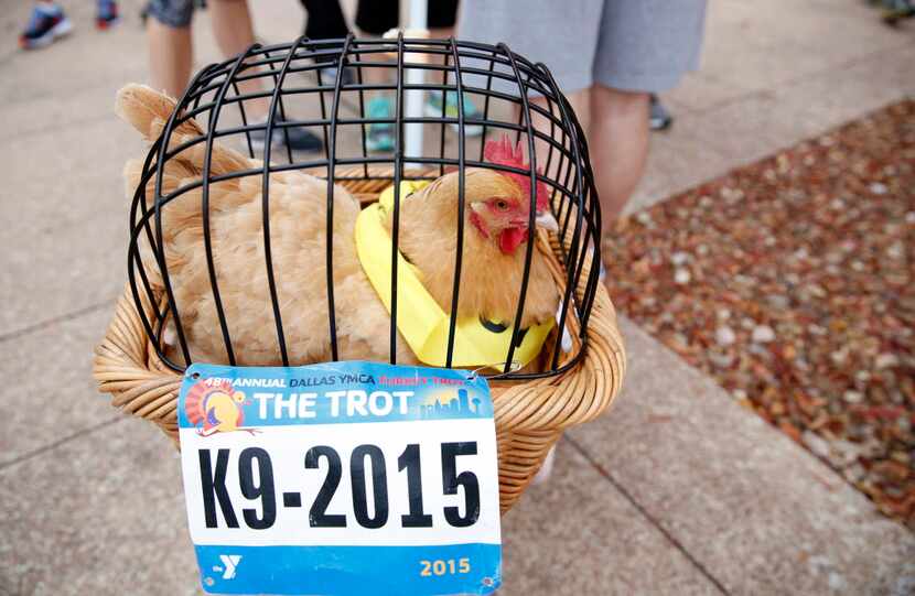 A chicken named Lady Gaga waits outside Dallas City Hall before the Dallas YMCA Turkey Trot...