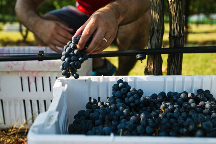 After the grapes are picked, they are put into baskets and brought to the sorting table at...