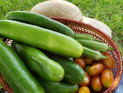 The bountiful garden of Betsy Marsh yielded plenty of cucumbers that son Mason pickled for...