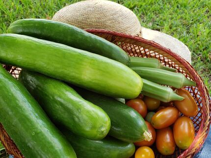 The bountiful garden of Betsy Marsh yielded plenty of cucumbers that son Mason pickled for...