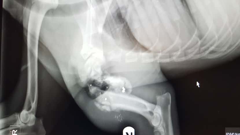 This X-ray shows Lt. Dan's left front leg bone shattered by the bullet. He ended up having...
