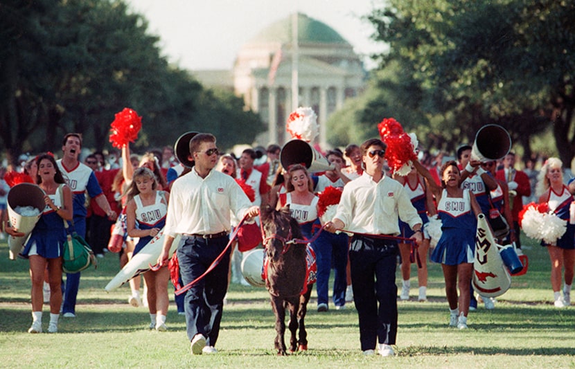 The SMU band, cheerleaders and mascot "Peruna" walk toward Ownby Stadium along the main...