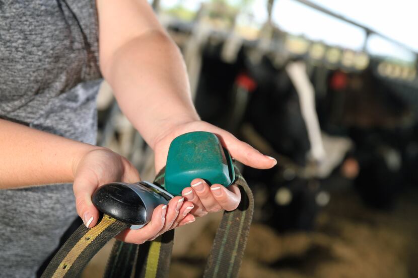 The cows' collars are equipped with Fitbit-like trackers. Each cow gets two to wear.