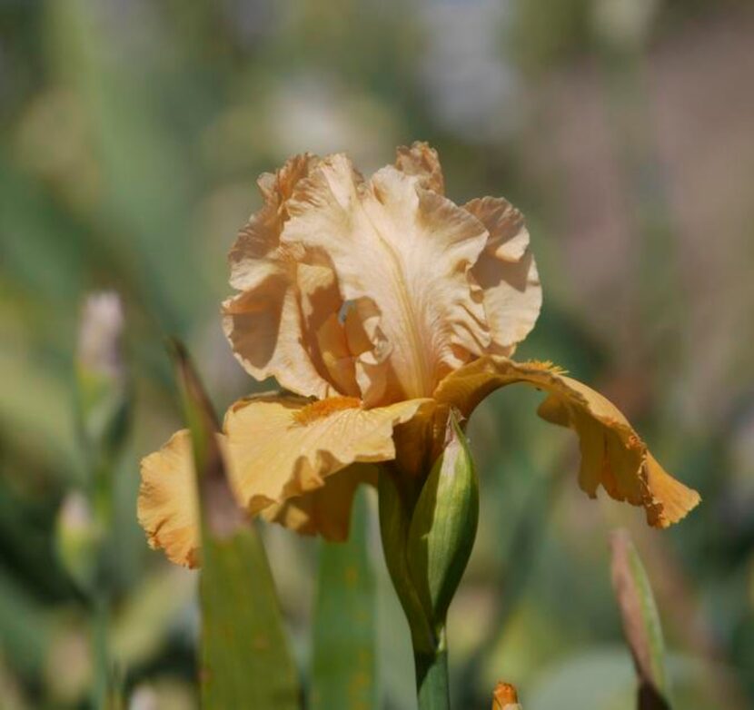 
Odd color combinations and flower farms appeal to collectors.
