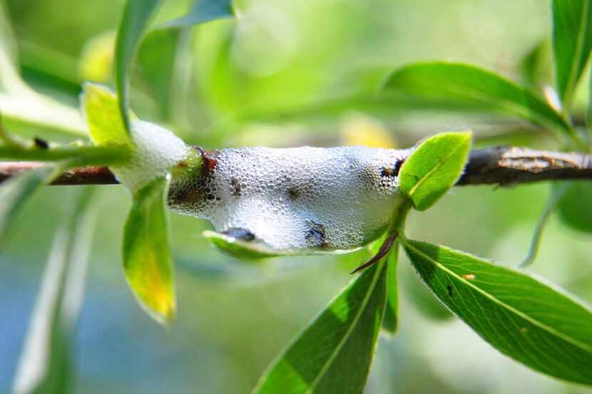 Spittlebugs  hide themselves in foam. A strong blast of water will wash them off plants.