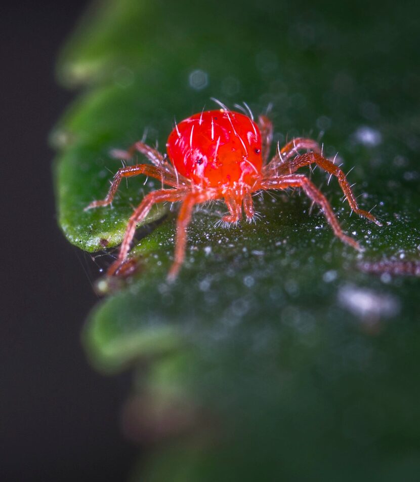 Spider mite