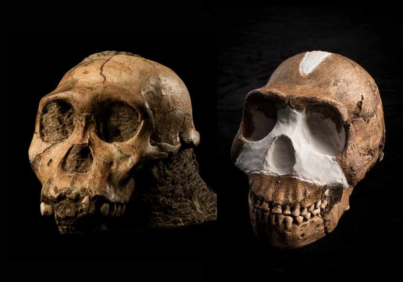 The fossil skulls of Australopithecus sediba (left) and Homo naledi (right), early human...