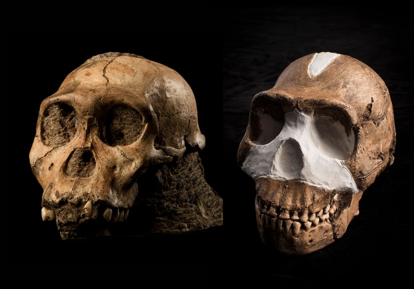 The fossil skulls of Australopithecus sediba (left) and Homo naledi (right), early human...