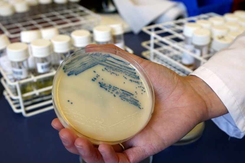A petri dish with methicillin-resistant Staphylococcus aureus (MSRA) cultures is shown at...