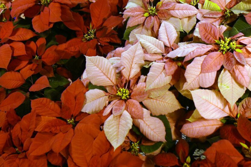 The trick to keeping poinsettia houseplants alive is proper watering. Too much or too little...