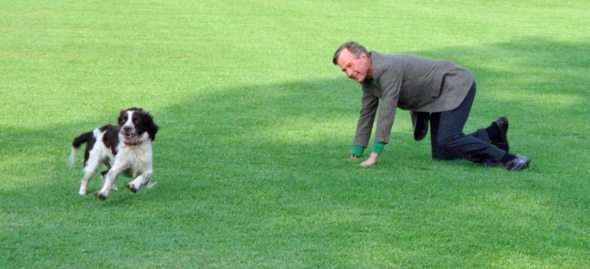 President George H. W. Bush plays with Ranger, an offspring of the couple's well-known dog...