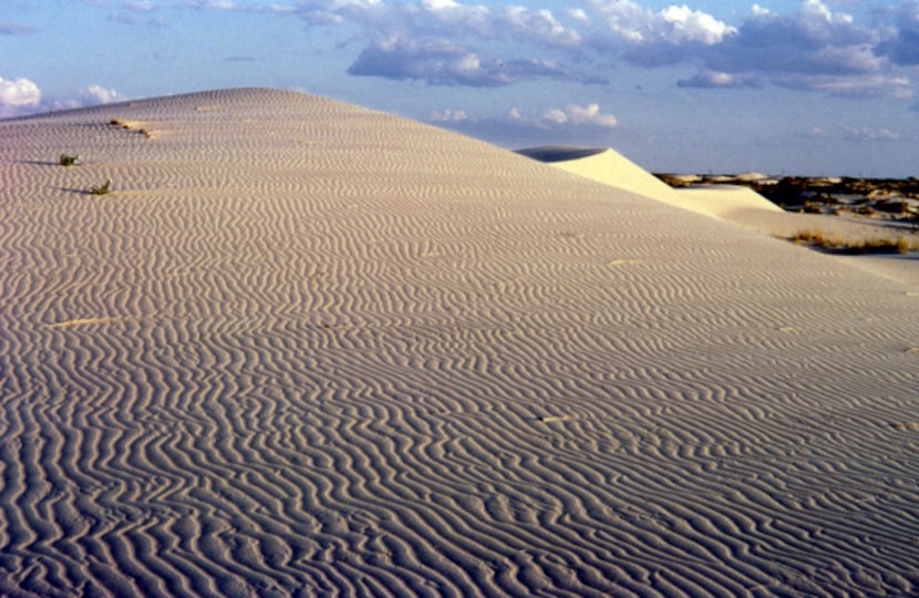 Monahans Sandhills State Park's enormous gypsum dunes are constantly on the move in the West...