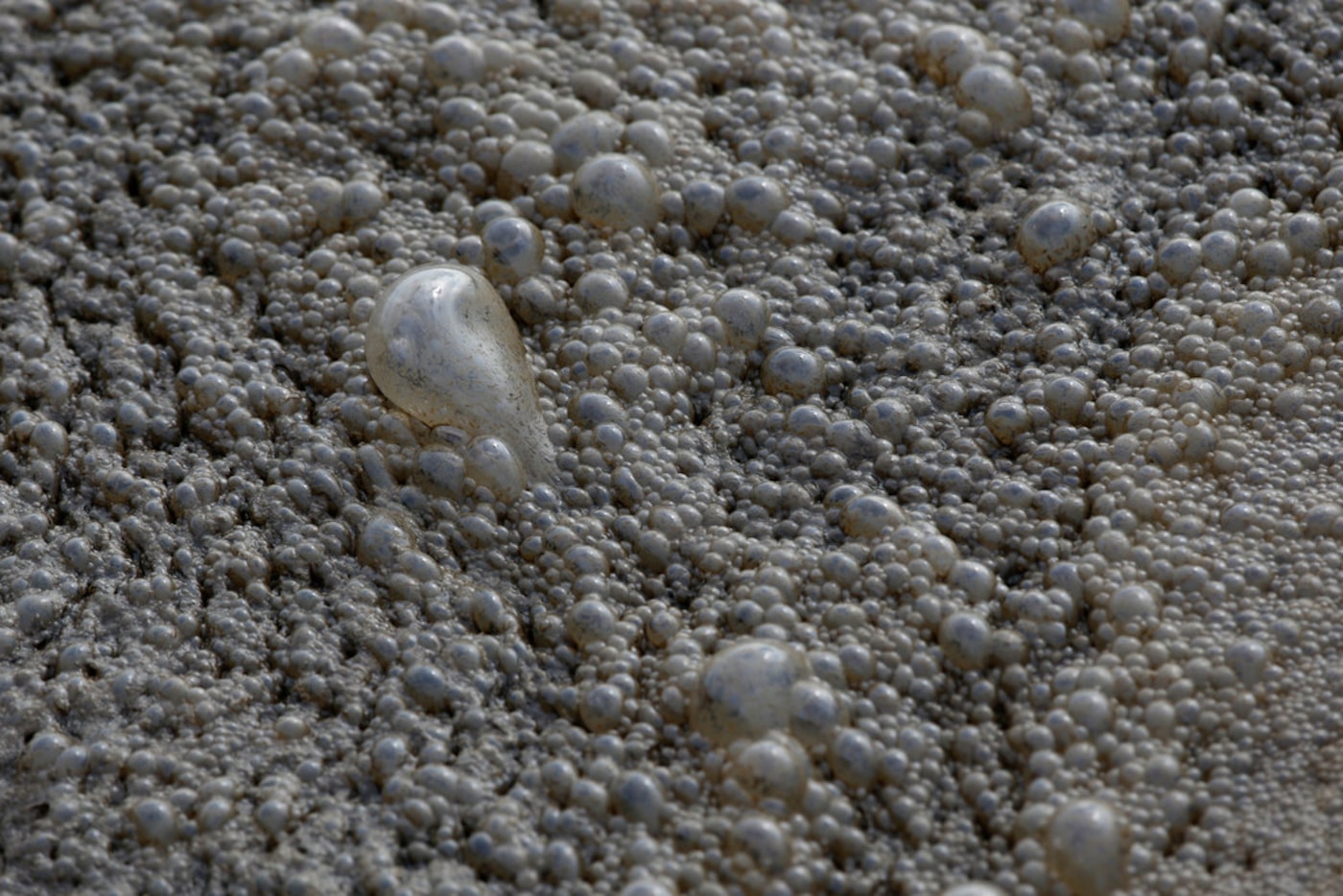 Bubbles form on the top of aeration basins where air is blown through the water to have high...