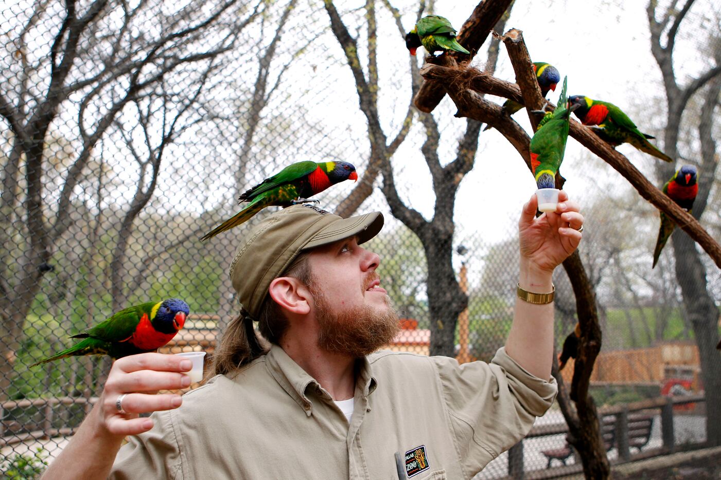 Commissary Supervisor Aaron Bussell feeds nectar to Rainbow Lorikeets in the Koala Walkabout...