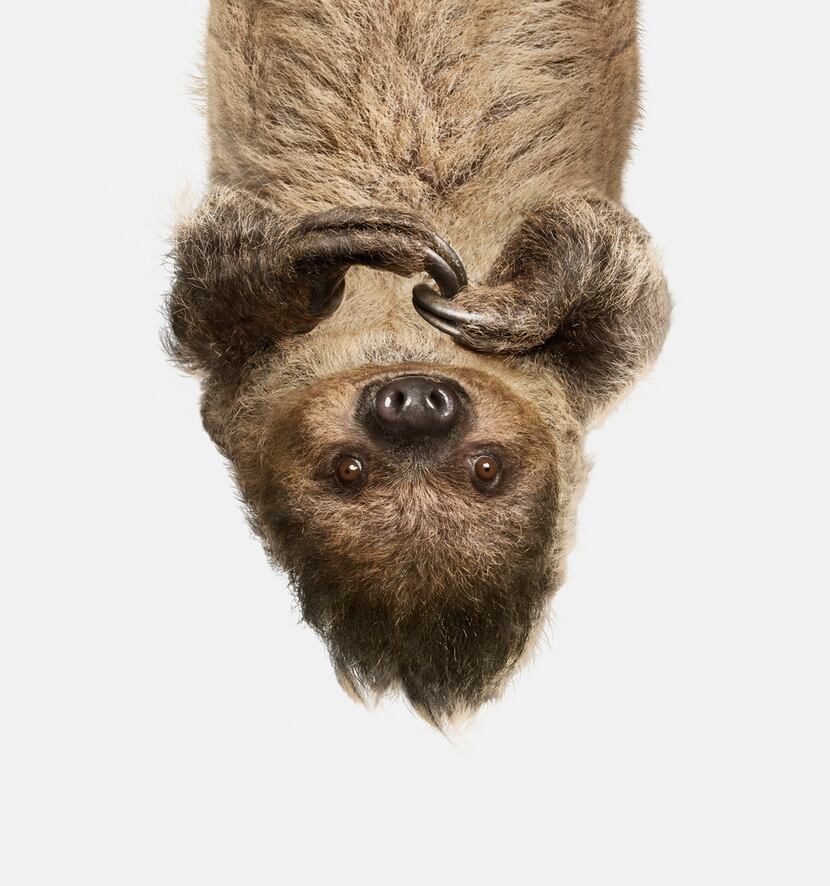 'Upside Down Sloth' from Animal Kingdom 