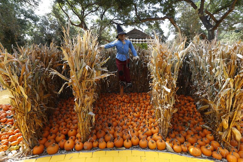 The Scarcrow on the path of The Wonderful Wizard of Oz themed pumpkin garden at the Dallas...