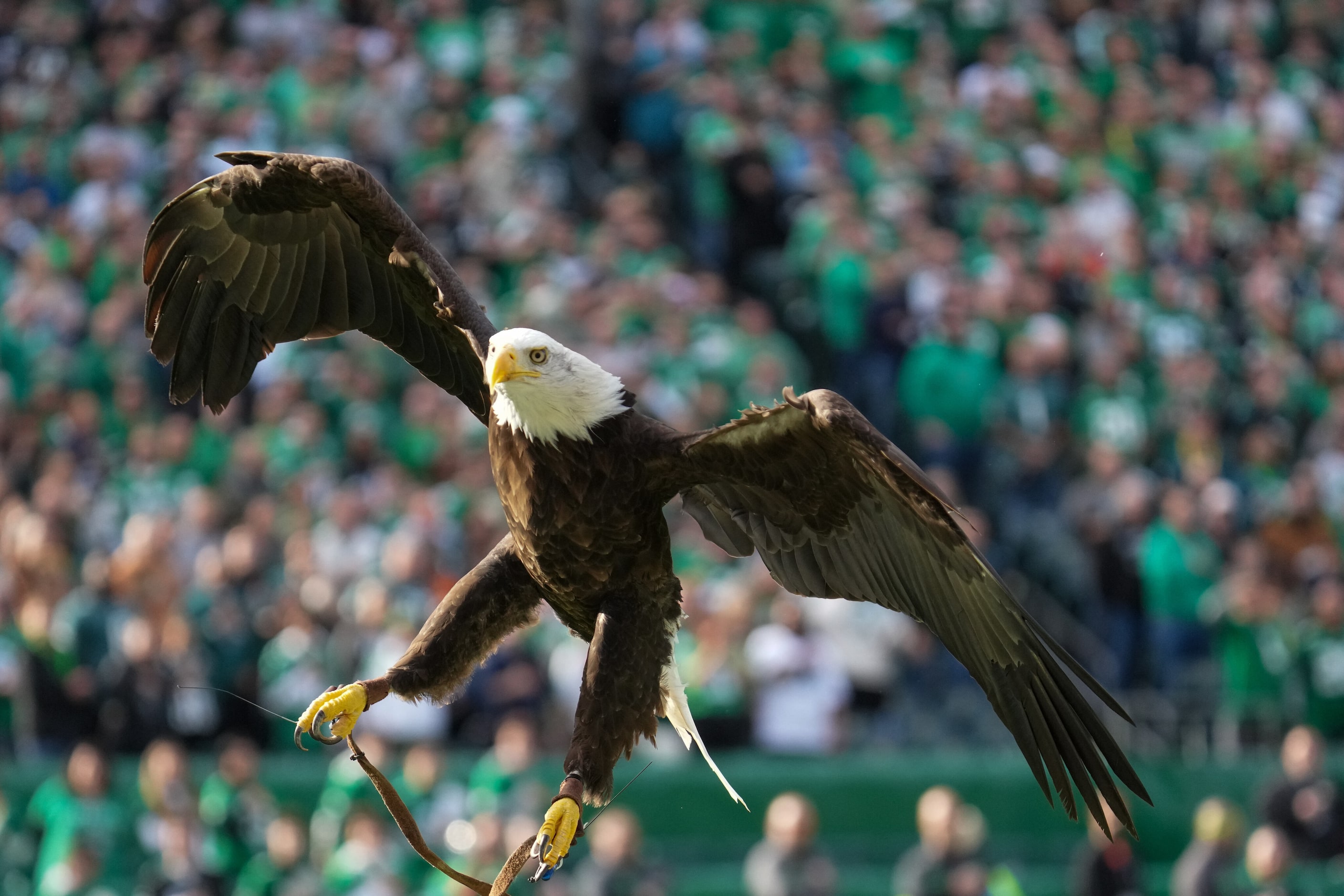 An eagle flies over the field during the national anthem before an NFL football game between...