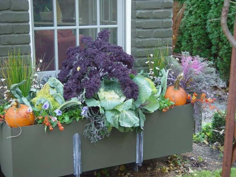 
A long bin holds standard pansies and ornamental kales, as well as fresh cauliflower and...